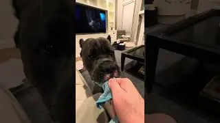 Don't ignore your Cane Corso - it just makes them want to play with things they shouldn't have.