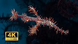 Ghost Pipefish 4k Amazing Sea Creator | Sea Animals 4k
