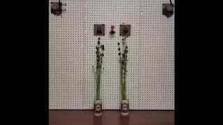 Variable Structure Cable-Driven Parallel Robot: Vertical Farming Example