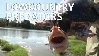 Coastal Kingdom | Season 1, Episode 10 &ndash; &lsquo;Lowcountry Predators&rsquo; | Full Episode
