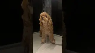 #dogsofyoutube #dogbeauty #beautyrituals #maltipoo
