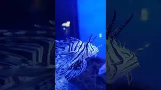 Careful with The Red Lionfish VENOMOUS