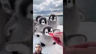 baby penguins pets in ice berg#penguin#shorts#ai#cute#videos#usa#australia#canda#nasa#pmmodi#bjp#uae