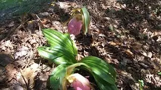 Pink Lady Slipper Orchid Blooming