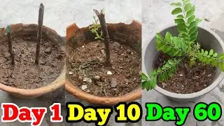 How to grow curry leaves plant 🌱from cutting | curry patte🌱 ki cutting kaise lagaye (with update) 
