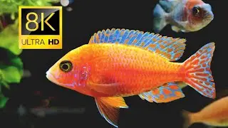 AQUARIUM FISH (4K ULTRA HD) VIDEO 4K - Beautiful Reef Fish - Meditation & Relaxing Sleeping Music