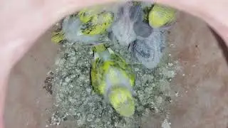 #babylovebird #lovebirds #birds #parrot #cutebirds #budgies #parakeet #babybirds 