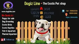 Dogiz Line The Exotic Pet Shop || pet shop in Jajpur || Dog Food shop || Dog Training