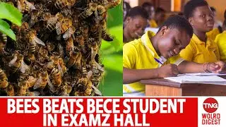 Bees Attack Candidates Writing BECE at School for Deaf Exam Centre