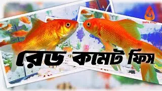 Red Comet Fish #fish #aquarium #redcomet #cometfish #hellovlosbd