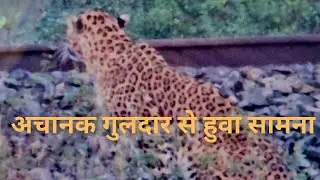 अचानक गुलदार से हुवा सामना