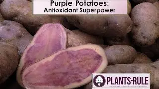 Purple Potatoes: Antioxidant Superpower from Plants-Rule
