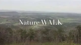 Walk in the charred forest
