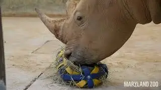 The Great Zoo Chew: African Watering Hole and Savanna