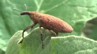 Lixus sp |