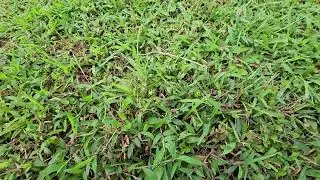 Is grass a flowering plant?