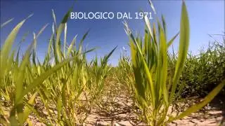 Isola Del Piano - La realt&agrave; ideale