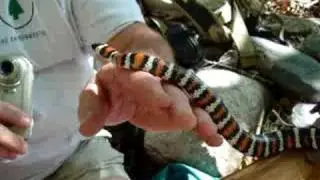 Mountain King Snake
