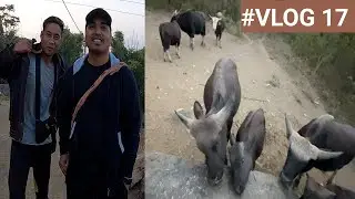 MITHUN-THE PRIDE OF NAGALAND | MITHUN FREE RANGE FARMING | UNIQUE ANIMAL | ENGLISH SUBTITLES