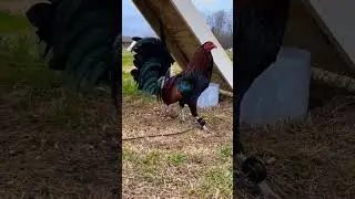 Sylvester hatch by sylvester farm