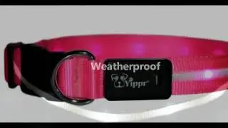 automatic light up dog collar