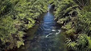 15 Minutes Serene Forest Stream | 4K Nature Ambience for Meditation & Yoga #nature #yogamusic #focus
