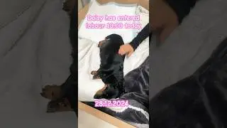 Daisy is in labour 🐶🐶🐶🐶🐶 #lovemydachshund #dachshundaddict #puppy #dachshundmom #dachshundpuppy