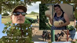 What's Buzzing on The Goat Farm | Growing Things | Fantastic Udder Wash