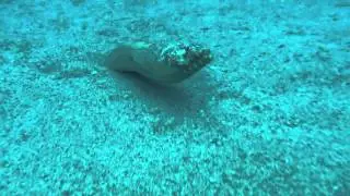 Henshaw Snake Eel