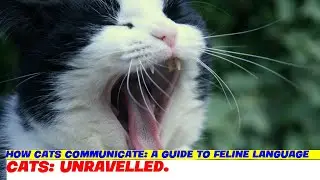 How Cats Communicate: A Guide to Feline Language