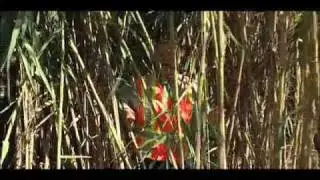 Arundo Donax Removal