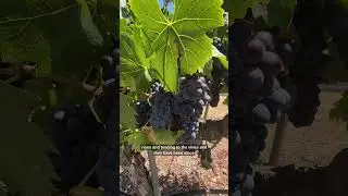 Gilroy Winemakers - Solis Winery