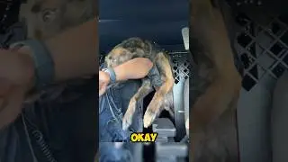 Собака К9 украла обед у полицейского 😭Уморительно 😭