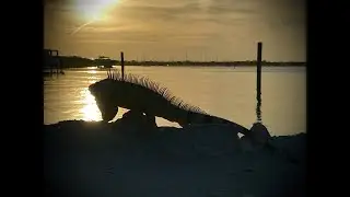 IGUANIA TESTING ICE (!)