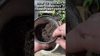 HOW TO QUICKLY AND CORRECTLY TRANSPLANT PEPPER