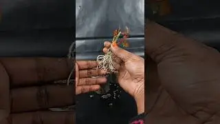 Growing rose plant at home | Make your garden red, royal & blossom //#reels #garden