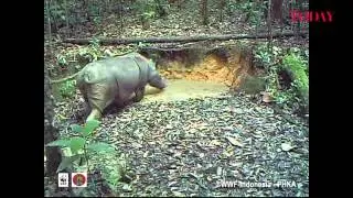 Camera traps produce first ever hard evidence of Sumatran rhino population in Kalimantan forests