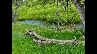 High Line Canal, Morrison Nature Center, and Sand Creek Trail: DOT Section 16 Trail 1 of 28