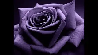《秋日玫瑰》&mdash; 《Autumn Rose》  唯美音樂欣賞  經典音樂  極品音樂