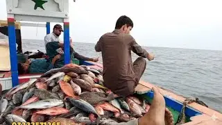 KEMARI FISHING KARACHI FISHING PAKISTANSeptember 26, 2025