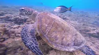 Daymaniat Island Snorkeling with Turtles, Muscat, Oman