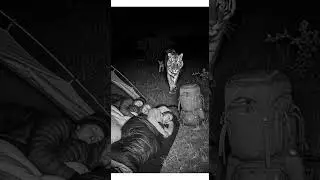 CHILLING Night Vision: Tiger Family STALKS Silent Prey Under Moonlight #wildlife #tiger #nature