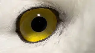 フクロウの目の瞳孔を拡大