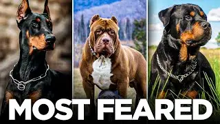 TOP 10 Fierce Dog breeds!