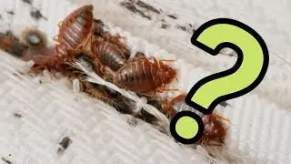 How to Check for Bed Bugs at Home — No Experience Needed