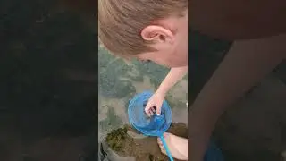 Releasing a Common Goby, Kilve