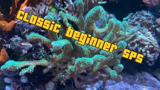 Old but Golden classic SPS corals for beginners