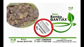 Ndiarignou soump | Les multiples vertus du Balanites you ame solo
