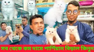 Mixed Breed cat price in Bangladesh | Persian cat price in Bangladesh | Cat price in Bangladesh #cat