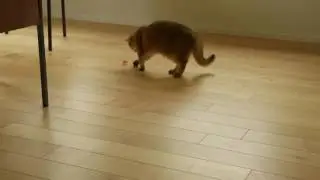 Katzenspielzeug Hexbug